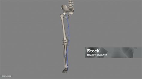 Great Saphenous Vein And Small Saphenous Vein Are Superficial Veins In ...