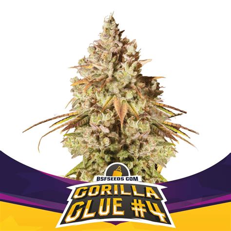 Comprar Gorilla Glue Cannabis Alto Thc