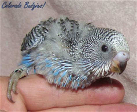 Budgie Growth Stages - PET BUDGIE 12450