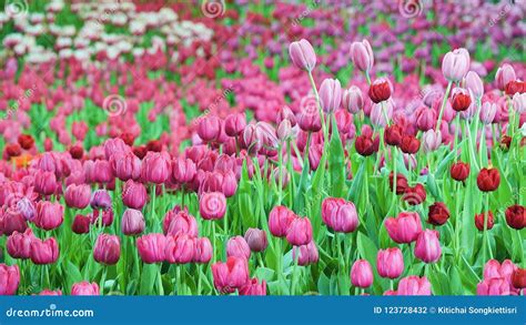 Beautiful Pink Tulip Flower Blooming On Tree Bokeh Background Stock