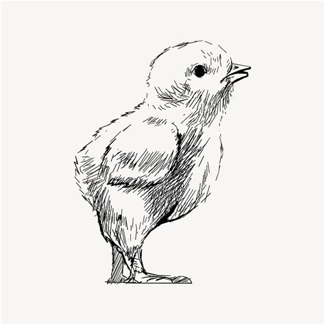 Cute Baby Chick Sketch Animal Premium Psd Rawpixel