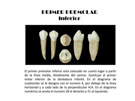 Premolar Inferior Paola Montufar Udocz