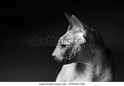 Cat Breed Sphinx Naked Cat Kitten Stock Photo 1999667396 Shutterstock