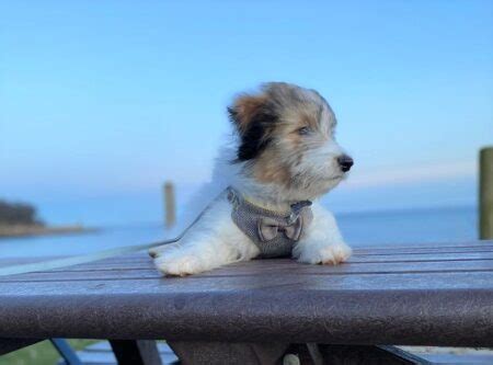 14 Adorable Shetland Sheepdog Mixes: Cuteness Overload!