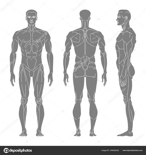 Human Body Silhouette Front And Back