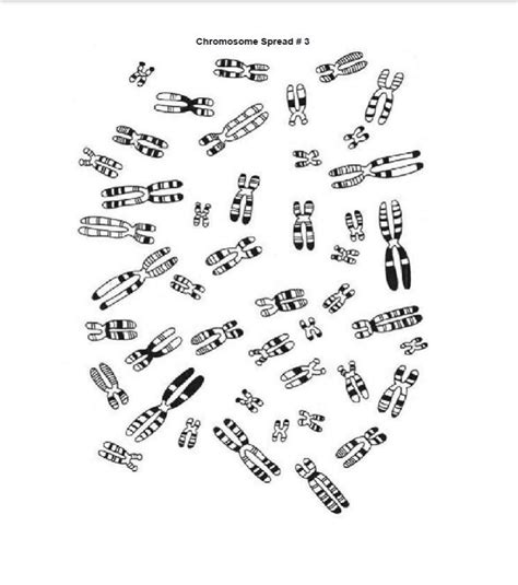 Solved Complete The Following Table Regarding The Karyotype Chegg