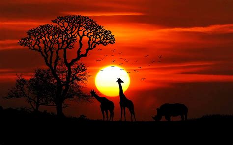 Sunset African Savanna Tropical Savanna HD Wallpaper Pxfuel