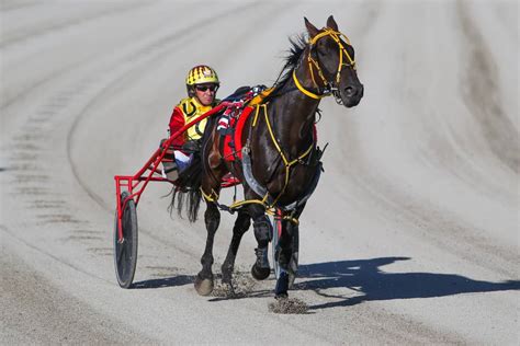 Gallery Terang Harness Racing Club