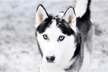 Husky Siberiano Caracter Sticas Pre O Filhotes Personalidade E Mais