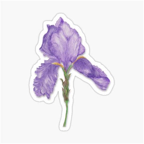 Old Fashioned Purple Bearded Iris Sticker For Sale By Roseofgold Redbubble