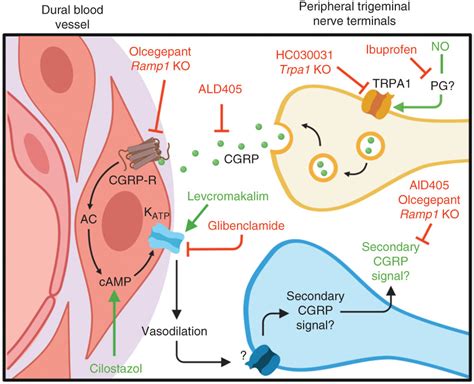 Cgrp Dependent Signalling Pathways Involved In Mouse Models Of Gtn