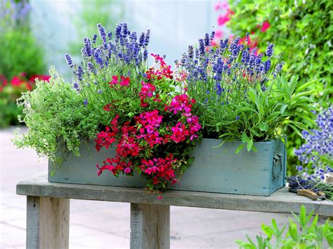 Pachnące kwiaty na balkon 15 najbardziej aromatycznych kwiatów na