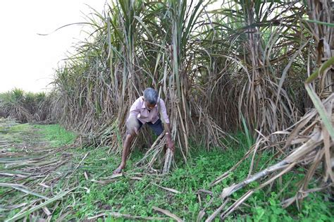 Govt Opens 6 Month Window For Sugar Mills To Submit Ethanol Proposals