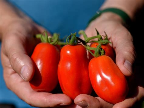 Pomidor San Marzano W Oski Hit Kt Ry Mo Esz Uprawia U Siebie W Domu