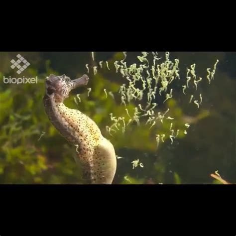 seahorse giving birth | Beautiful sea creatures, Male seahorse, Seahorse