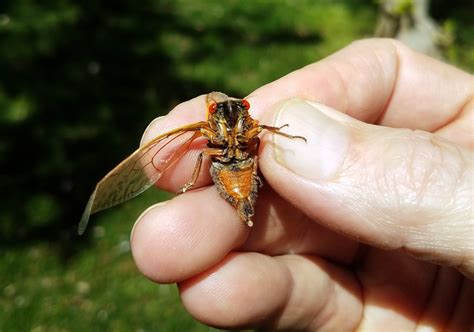 Brood X cicadas are coming, and people can help unlock their mysteries ...