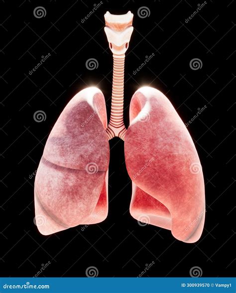 Trachea And Lungs Inflammation Causing Bronchitis Trachea And