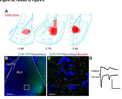 Figure S8 Related To Figure 8 Download Scientific Diagram