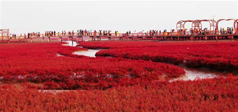 Best Time to See Panjin Red Beach in China 2018 - When & Where to See