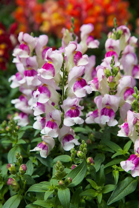 Snapdragon Pictures National Garden Bureau Yearofthesnapdragon