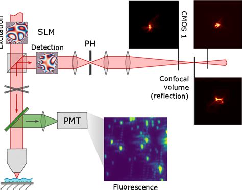 Setup Schematic Fluorescence Is Observed Using Two Photon Scanning