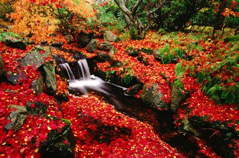 Red Leaves Beautiful Fall Landscapes HD Wallpapers HQ Wallpapers - Free Wallpapers Free HQ ...