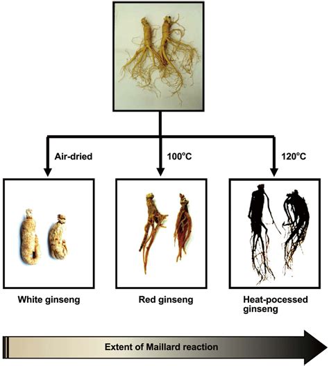 Preparation Of Ginseng Extracts Fresh Ginseng Was Purchased From A