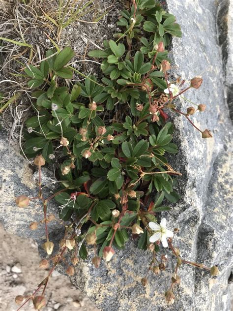 Three Toothed Cinquefoil From Newfoundland And Labrador Flatrock Nl