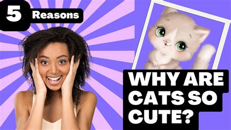 Why Are Cats So Cute Youtube