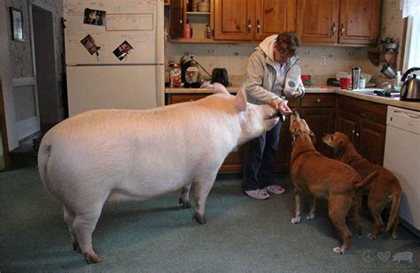 Esther The Wonder Pig Micro Pig Grows To Weigh 670 Pounds