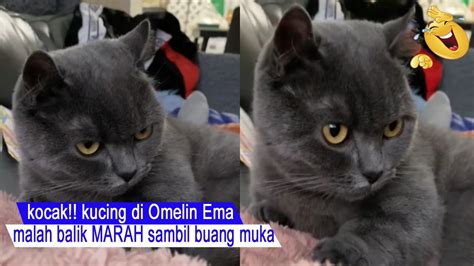 NGAKAK BANGET Kucing Ngerti Di MARAHIN Ema Sampai Buang Muka Kompilasi