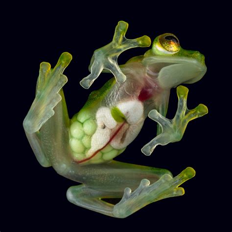 These See Through Frogs Are Full Of Surprises