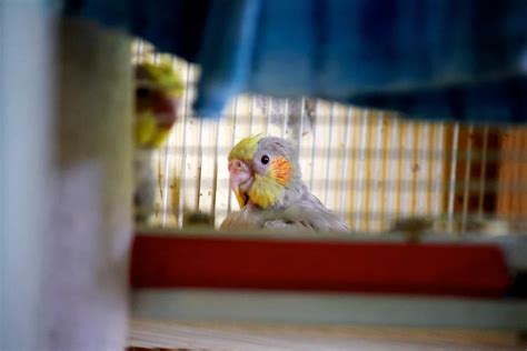 Cockatiel Sick Signs Featherland Bird Cage