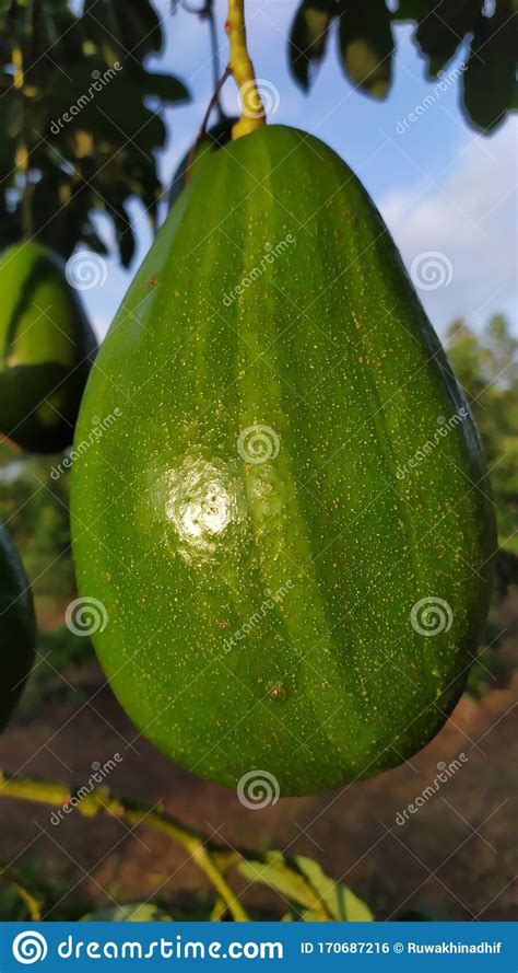 Avocado Or Alligator Pear Or Avocado Alligator Seedlings In A Pots On