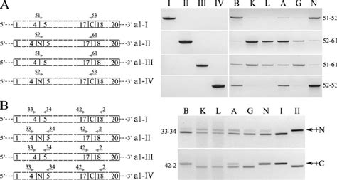 Tissue Specificity Of A Alternative Splice Variants Expression Total