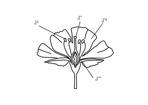 Partes de la flor para dibujar - Imagui