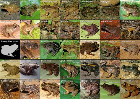 20 New Species Of "Gurgling Stomach" Sounding Frogs Discovered In ...