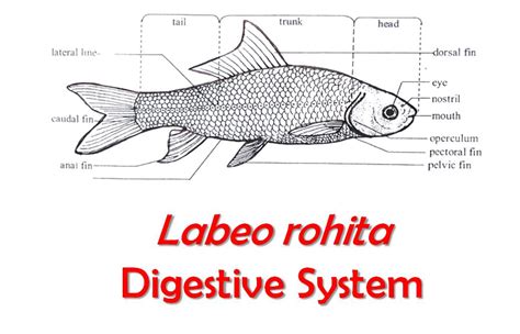 Digestive System Of Labeo Rohita Rohu Diagram Swarborno