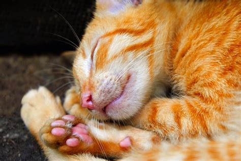 15 Some Interesting Facts About Cat Paws Cats In Care