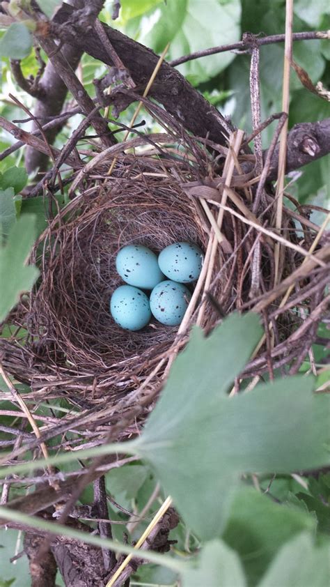 Sparrow eggs | Sparrow eggs, Bird nesting material, Bird eggs