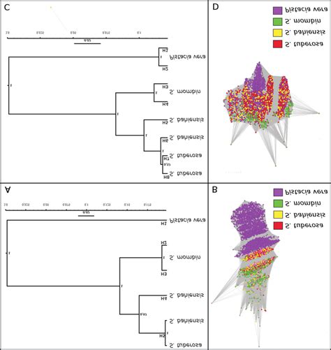 Phylogenetic Analysis Of Its1 And Its2 Phylogenetic Relationships