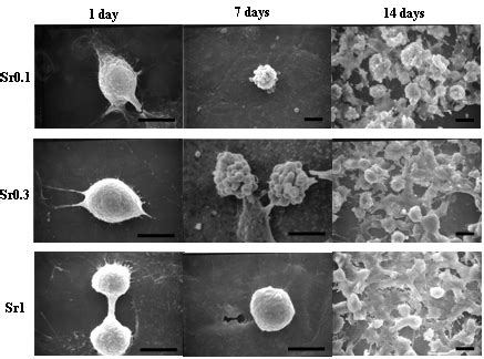 (B). Scanning electron microscopy (SEM) micrographs showing the ... 