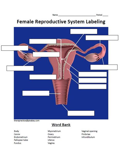 Female Reproductive System Unlabeled Diagram