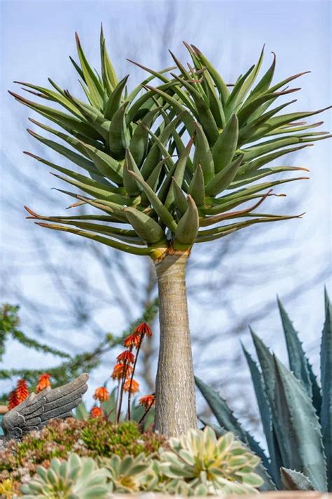 Aloe Hercules Care How To Grow Tree Aloe In Pots