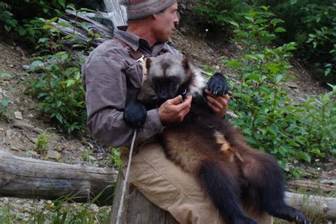 Wolverines As Pets Supplierlsa