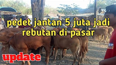 Harga Sapi Pedet Jantan 5 Juta Super Jadi Rebutan Di Pasar Situbondo