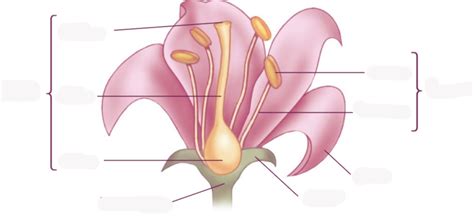 Exam Reproduction In Plants Diagram Quizlet