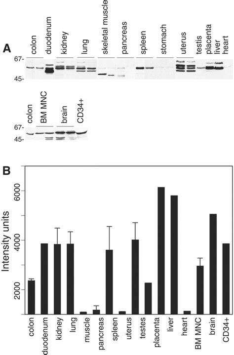 A Heme Export Protein Is Required For Red Blood Cell Differentiation