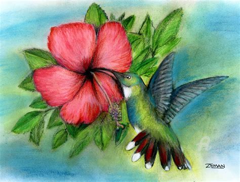 Hummingbird Hibiscus Dibujo Por Ron Zeman Artmajeur