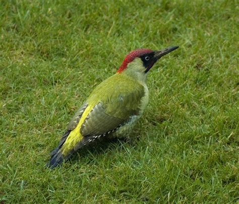 European Green Woodpecker The Hedgecourt Nature Reserve S Birds